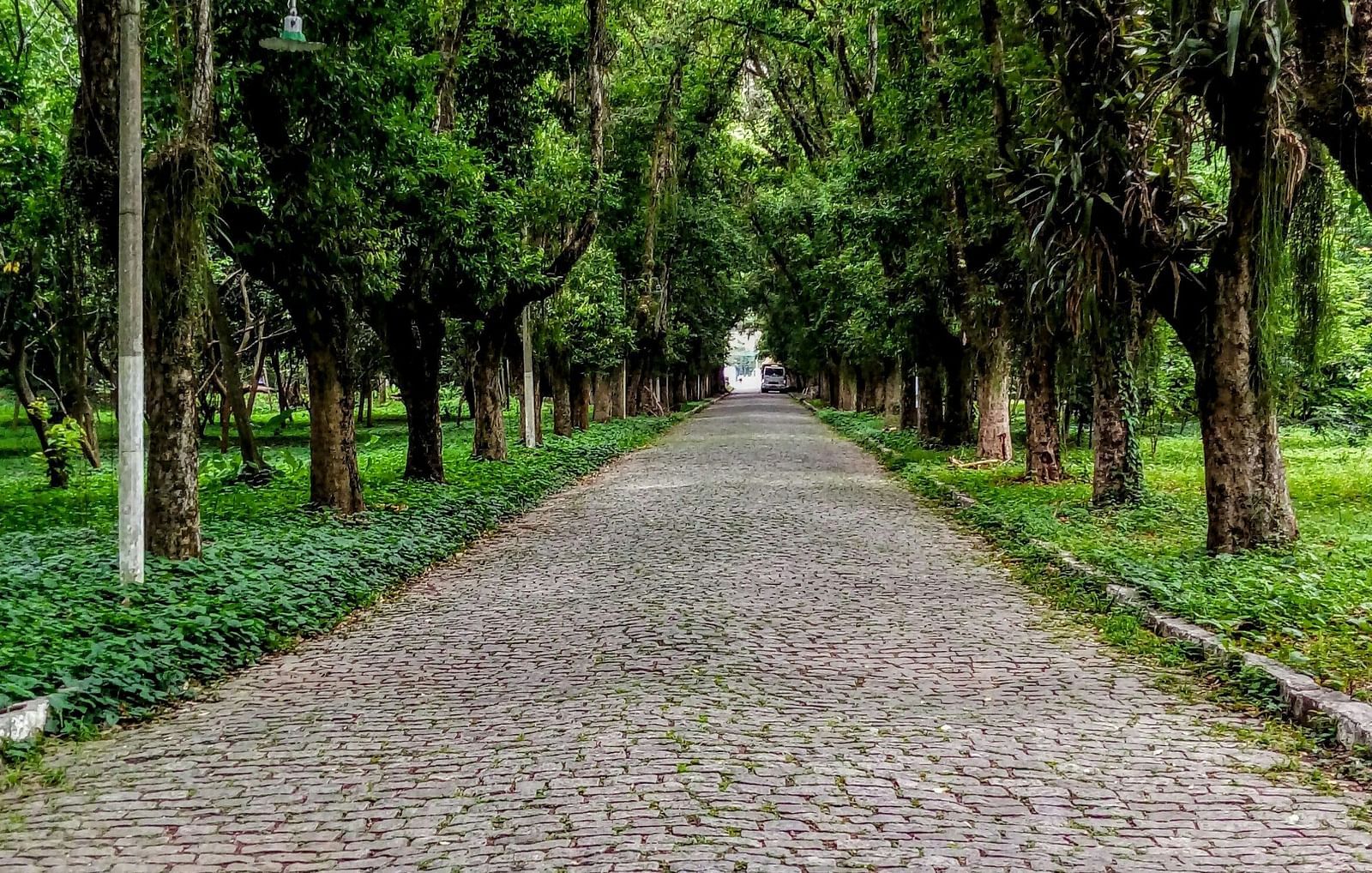 A stone path way in a park surrounded by a lot of lush green trees. 