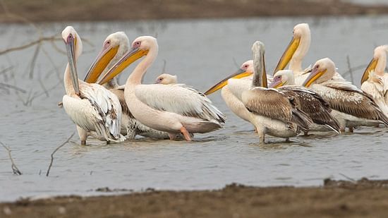 Birding at Surya Bagh Ajabgarh