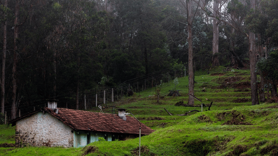 A lush green forest in the hill and amidst it there is a hut style house.