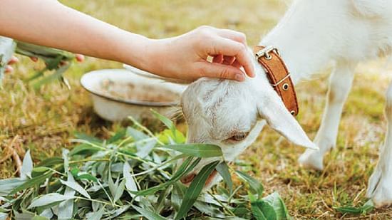 an small animal eating white grass as a person caresses its head
