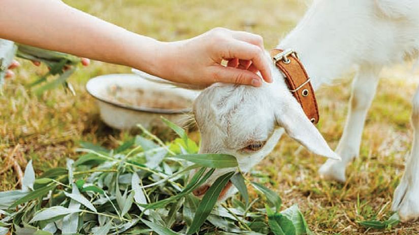 a small goal eating white grass as a person caresses its head - Karma Lakelands.
