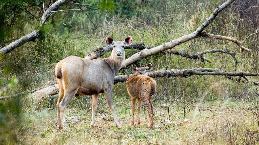 An image two deers in the forest