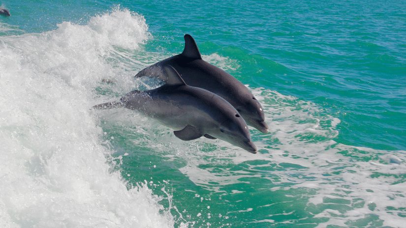 2 dolphins leaping out of the turquoise sea, cresting over a white foamy wave under bright daylight in the ocean.