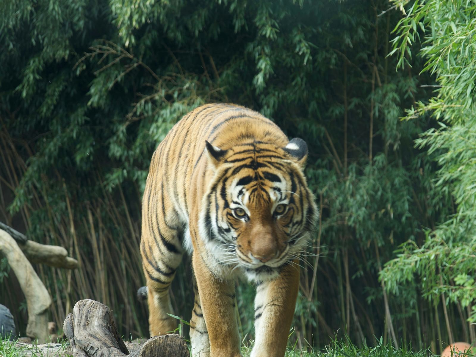A tiger walking and looking into the camera while being surrounded by greenery.