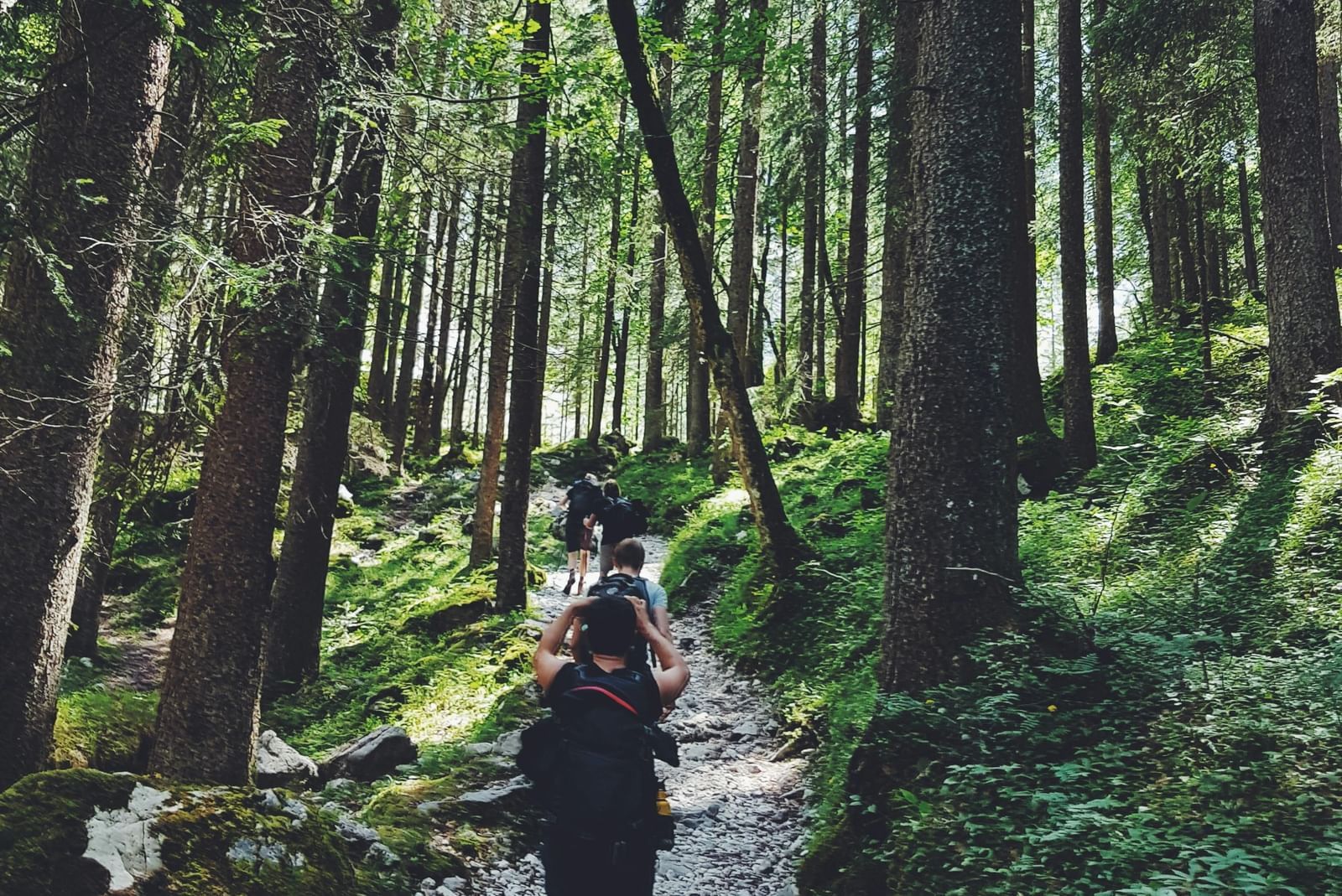 A group of people hiking through a dense forest with tall towerings trees on both sides of the trail.