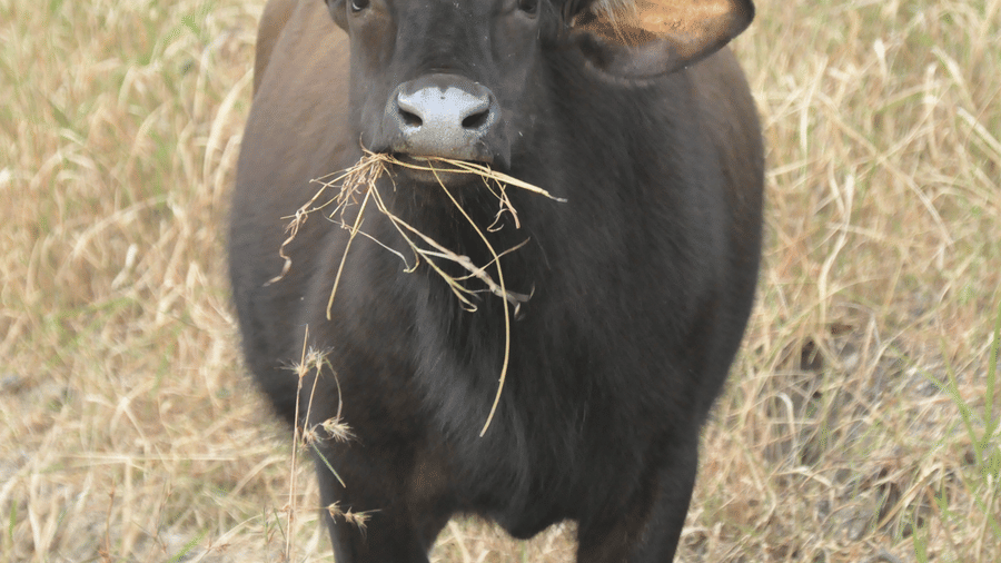 A bull grazing in the park in Pench 