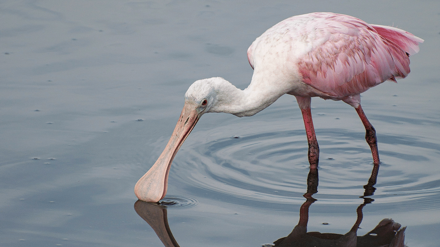 An image of a spoonbill drinking water from the lake