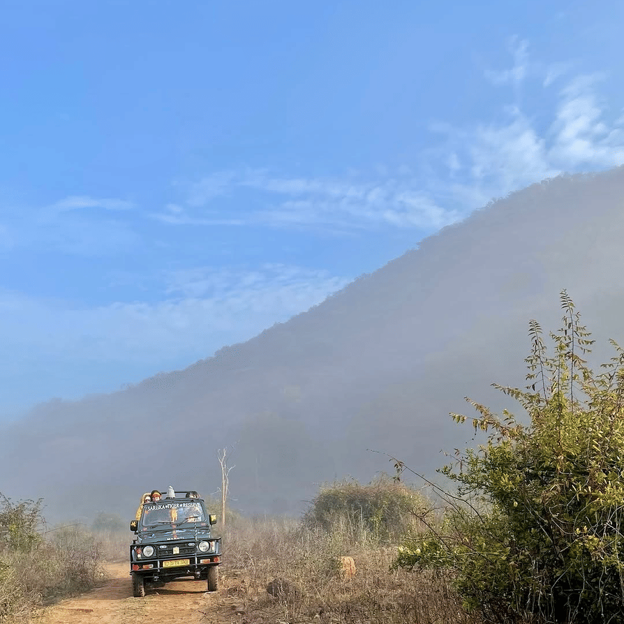 Sariska Safari - Guest Experience -2