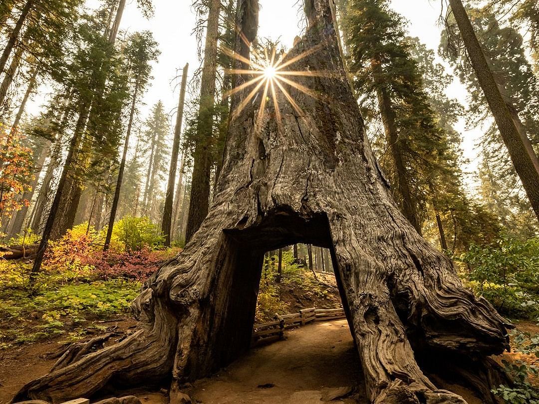 A route made by cutting through a wide tree trunk in a forest.