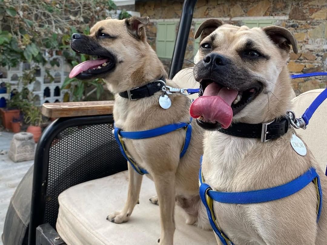 Shot of two dogs standing on a couch with black collars - Utsav Camp Sariska