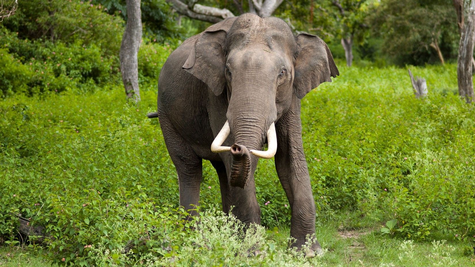 A wildlife sanctuary image and an elephant is walking  Amanvana Resort Spa, places to visit in Coorg