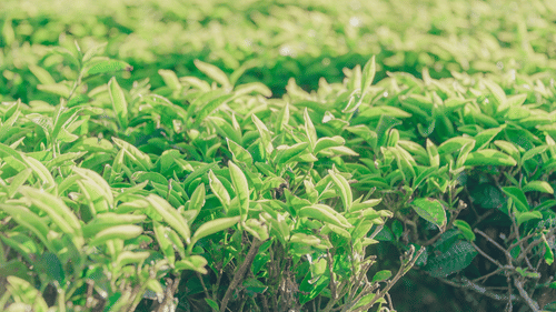 green-leafed-plant-1240961