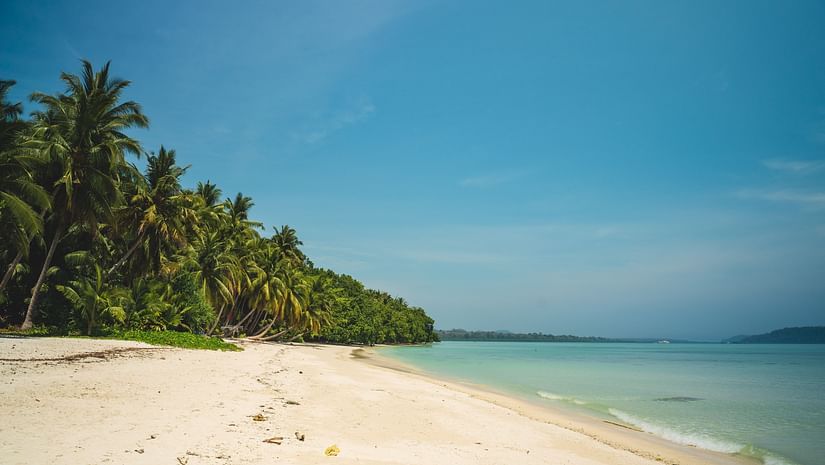 trees on a beach 3