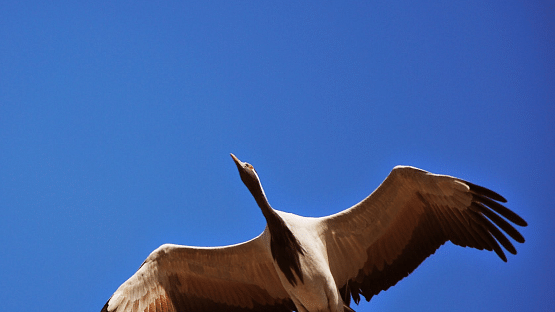 Demoiselle crane flying on a clear blue day