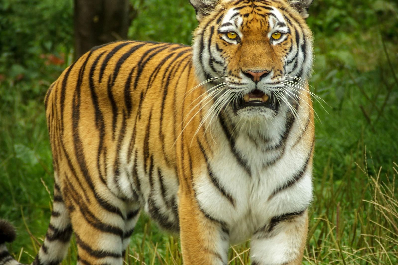 a tiger standing on a log
