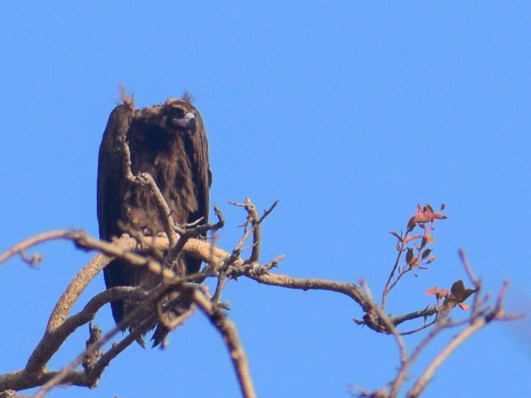 A picture featuring a  Cinereous vulture perching on a tree