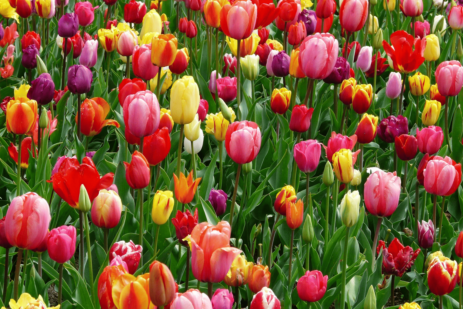 A field with multiple coloured tulips in bloom.