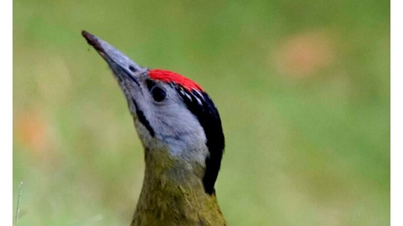 Birds at Shaheen Bagh Resort one of the best resorts in dehradun 