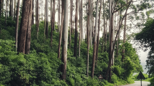 A winding road curves through a dense forest of tall, slender trees, creating a pathway into the depths of nature.