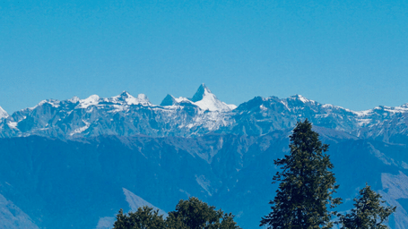 A vertical shot of snow-capped mountains with pine trees in the foreground against a bright blue sky.