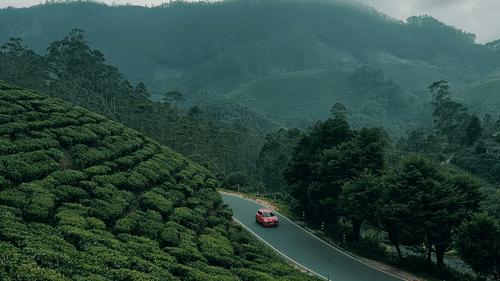A shot of beautiful tea plantation , India, featuring lush greenery and stunning landscapes under bright sunlight.