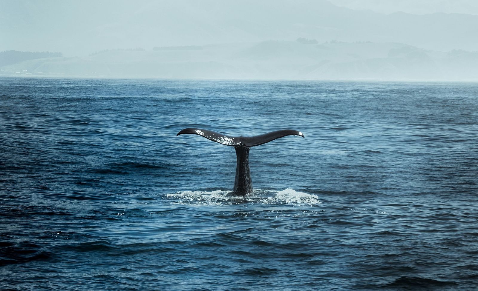 A whale diving back into the dark blue sea with its tail still seen above the water