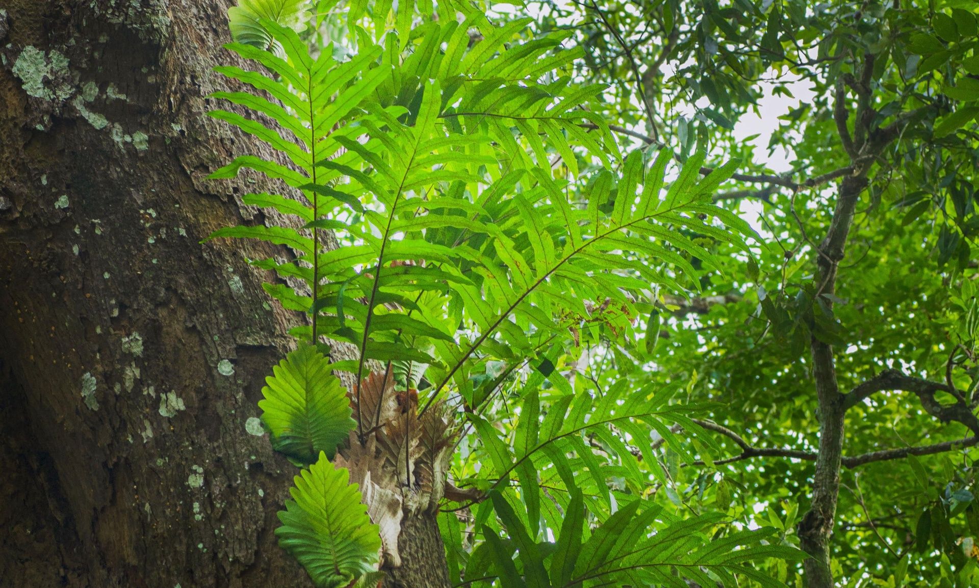Oakleaf fern growing on a tree trunk in a forest.