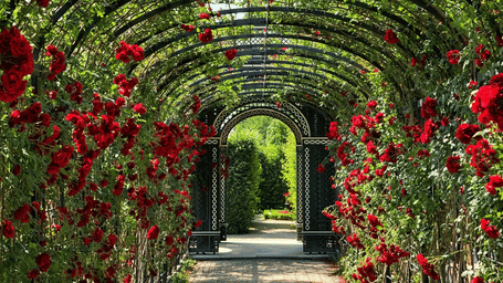 An overview of a stoned pathway with a metal circular roof and side railing with roses on them at Gulab Bagh.