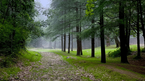 a trail going towards Tiffin Top with trees on either side and blue sky in the background