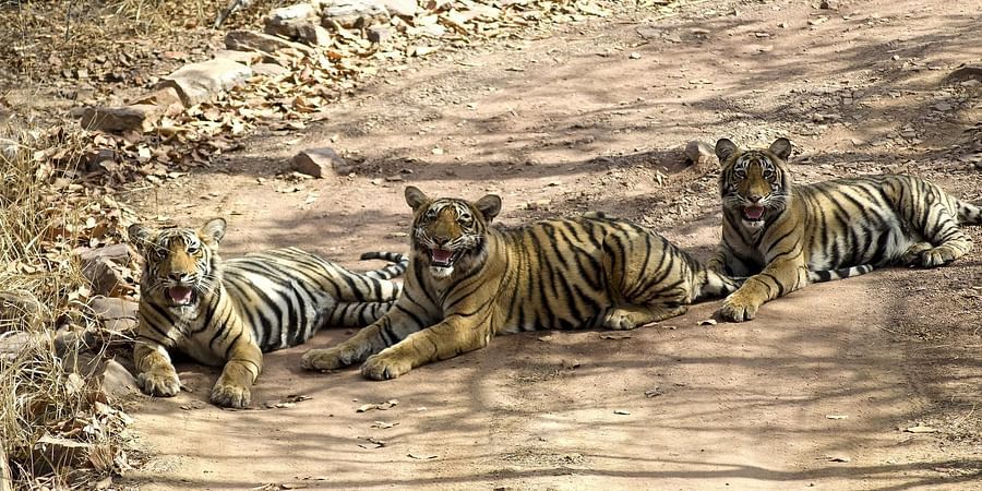 three tigers sitting in the middle of the road of Ranthambore National Park