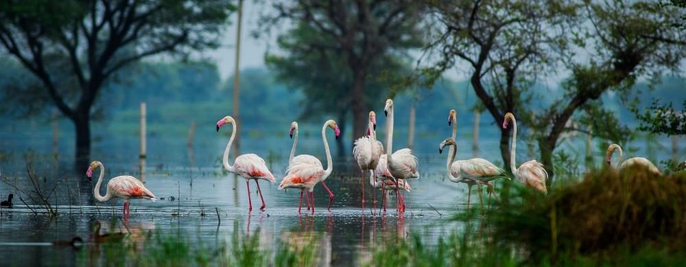 A group of pink flamingos standing in a shallow lake with trees in the background.