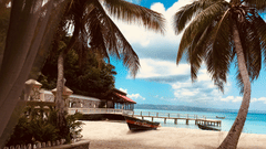 palm trees at a beach