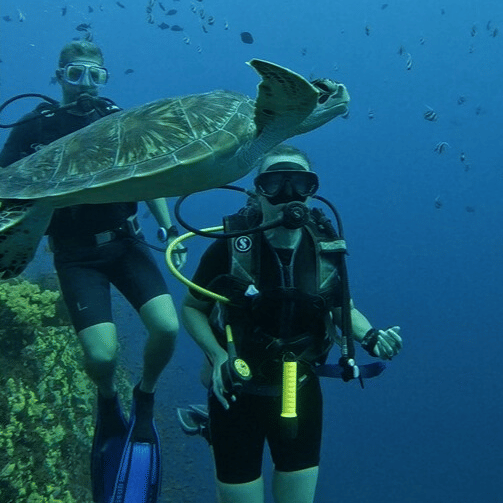 A scuba diver swimming underwater beside a large fish, with another diver visible in the background and coral-covered rocks below.