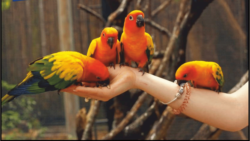 3 small, colourful parrots are perched on a person's hand in a 'Bird Park' setting at Lighthouse Waterpark & Resort, Nagpur.