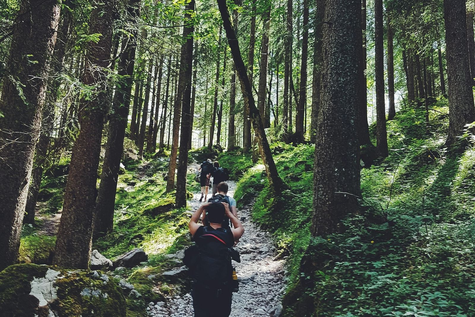 Few people are trekking along a pathway surrounded by trees.