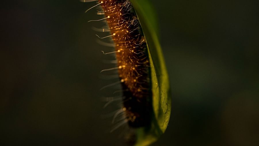 A close shot of a caterpillar on a leaf with a dark background.