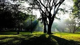 cubbon park