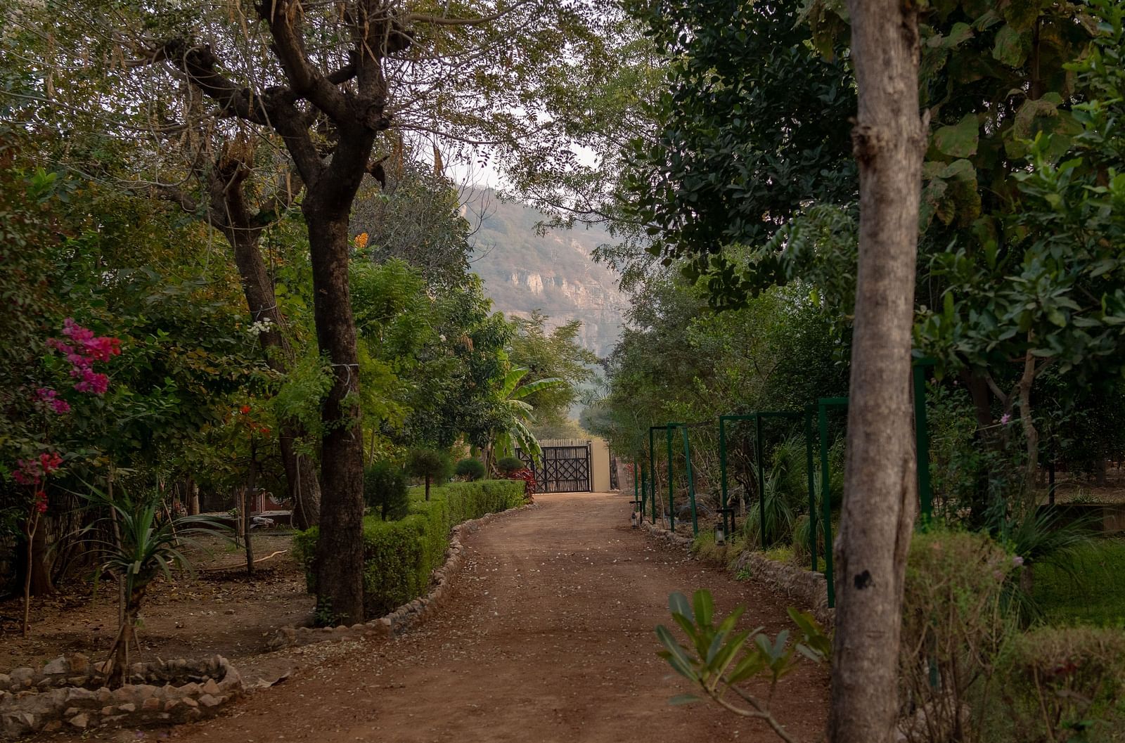 A serene pathway through trees and foliage at Aamaghati Jungle Retreat Ranthambore.
