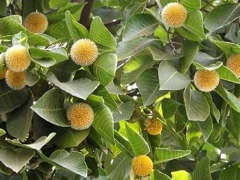 A close-up image featuring kadam tree