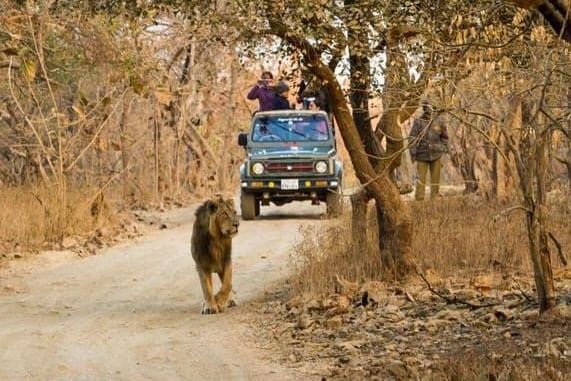 A lion walking on a jungle trail with dried up trees on the side and a jeep is driving on the same trail as tourists look at the lion through binoculars.