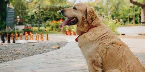 Golden retriever sitting beside a walkway at Karma Chalets with trees and benches in the background.