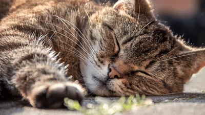 Evoma - Business Hotel, K R Puram, Bangalore Bangalore snoozing