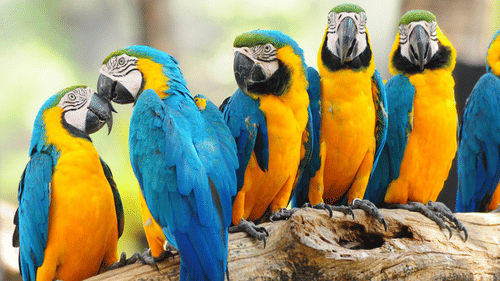 Parrots sitting on a tree's branch with the background being blurred - Black Thunder, Coimbatore