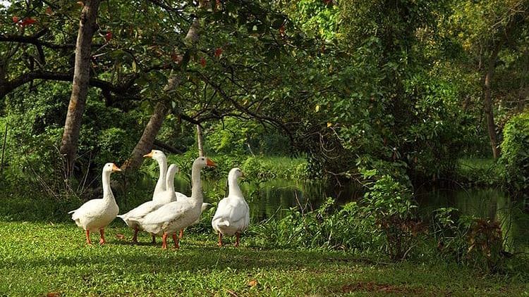 abad-turtle-resort-birds-garden