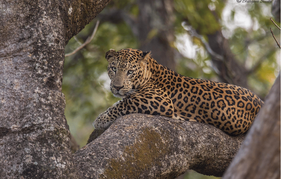 A leopard resting on a tree branch in a forest.