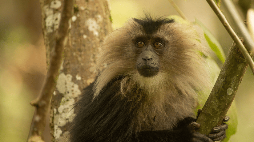 Close-up of a lion-tailed macaque with a prominent mane of light grey fur surrounding its dark face, gripping a bamboo-like branch amidst lush green forest foliage.