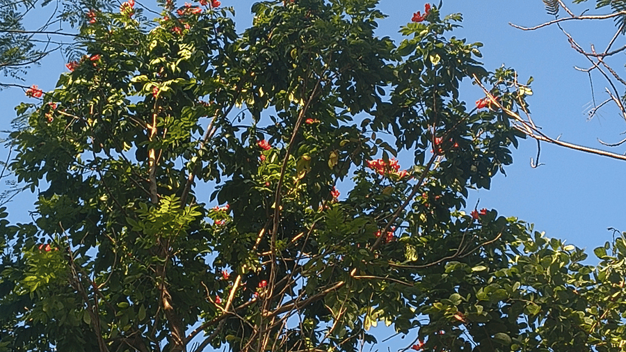 Tall tree with dense green foliage and reddish flowers near top, set against clear blue sky with surrounding sparse branches