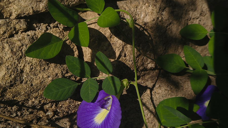 Close-up of purple morning glory flowers blooming against textured stone wall, with sunlight casting shadows on leaves and petals.