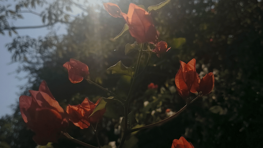 Cluster of bougainvillea illuminated by bright sunlight with glare, silhouetted tall trees in background creating dramatic outdoor scene.