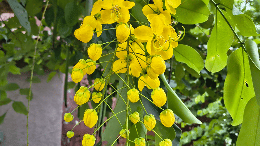 Golden Shower Tree with bright yellow flower clusters hanging among green leaves, set against patterned wall and sidewalk.